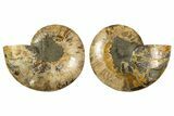 Cut & Polished, Agatized Ammonite Fossil - Madagascar #308725-1